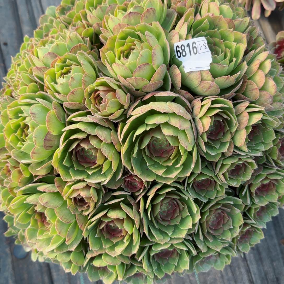 平*6816万圣节多肉多肉
