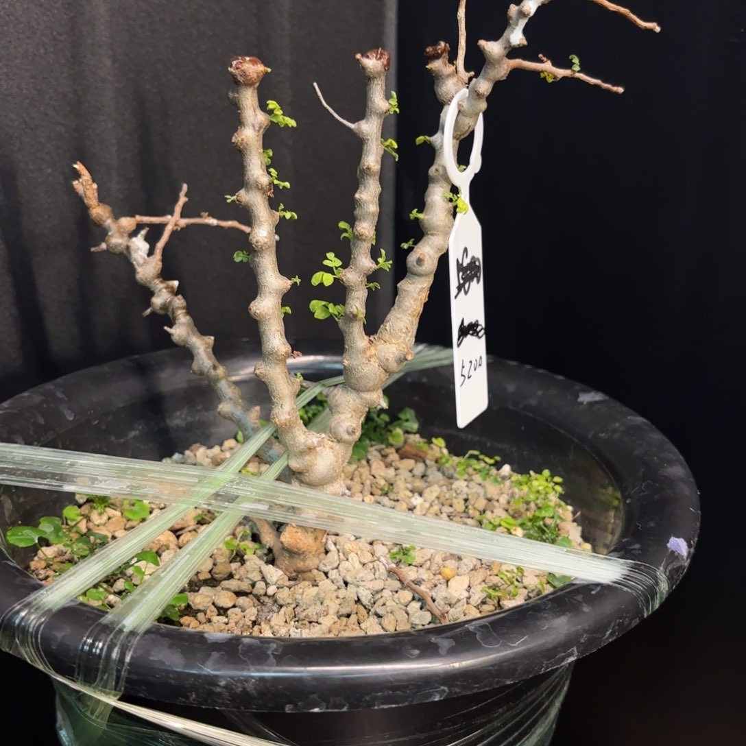 念珠橄榄带盆土。