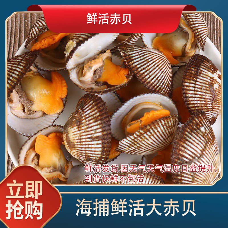 彩麻专属 连云港鲜活毛蚶野生赤贝贝类水产无沙毛蚶子血蛤