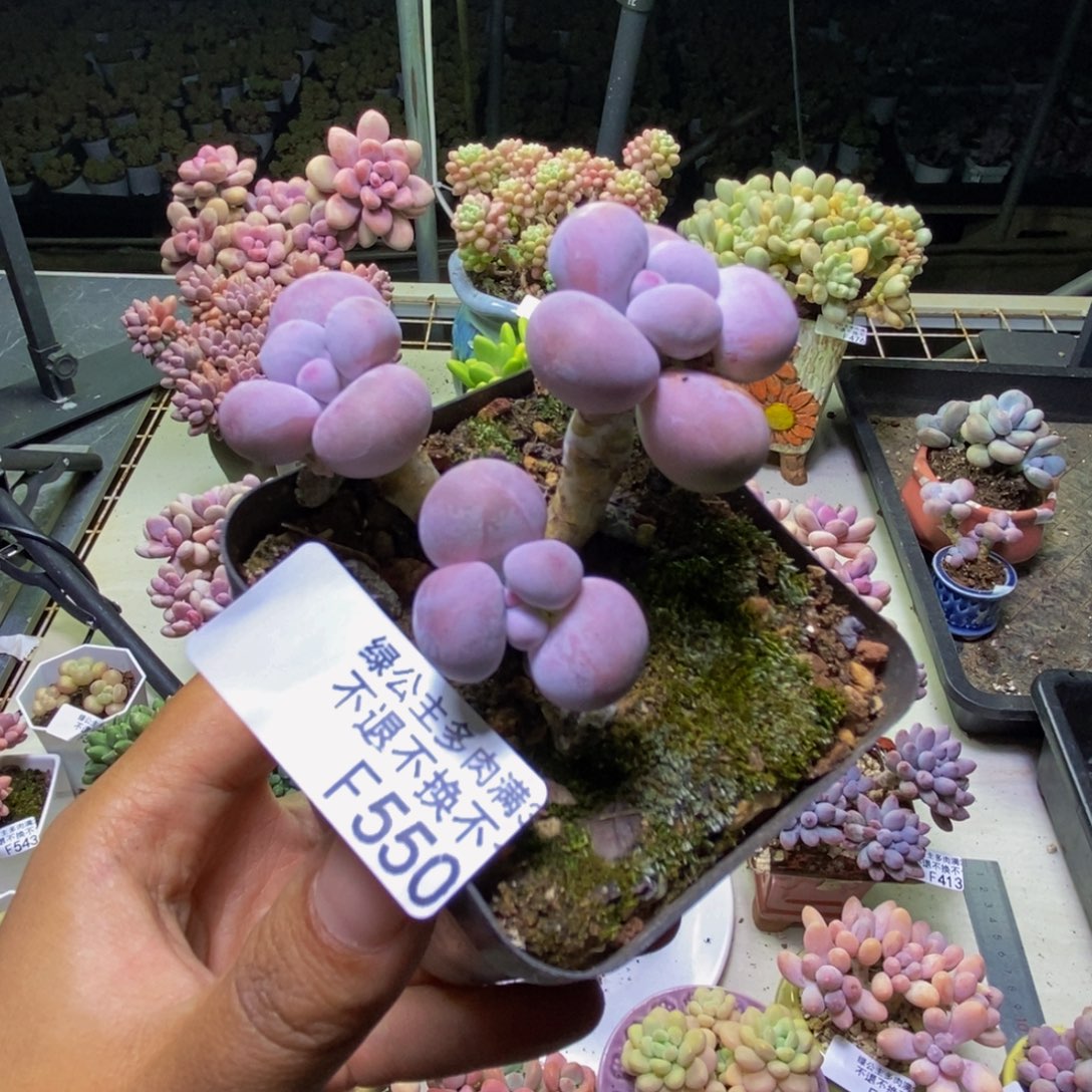 550橙奶多肉肉6cm