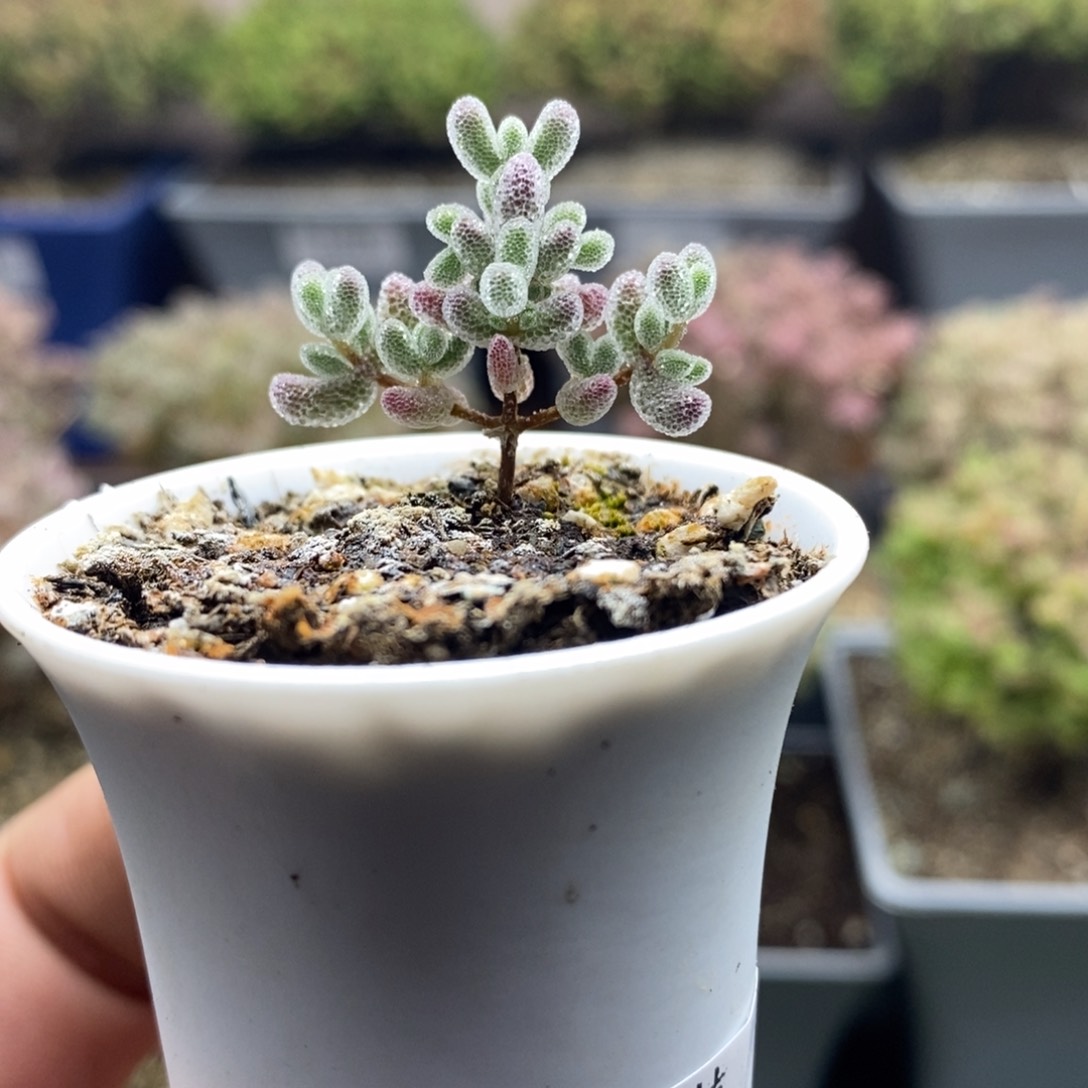 3265实生精控优选冰晶