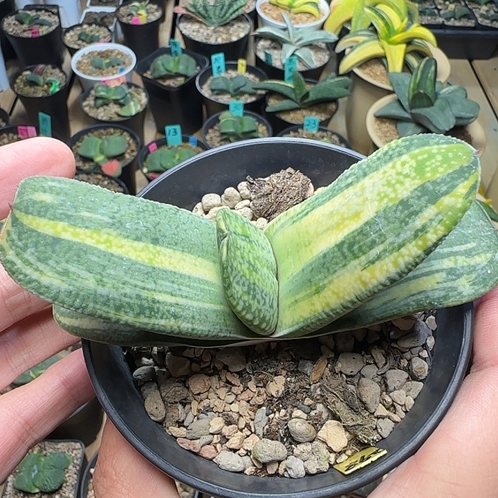 大型卧牛锦大牛牛牛