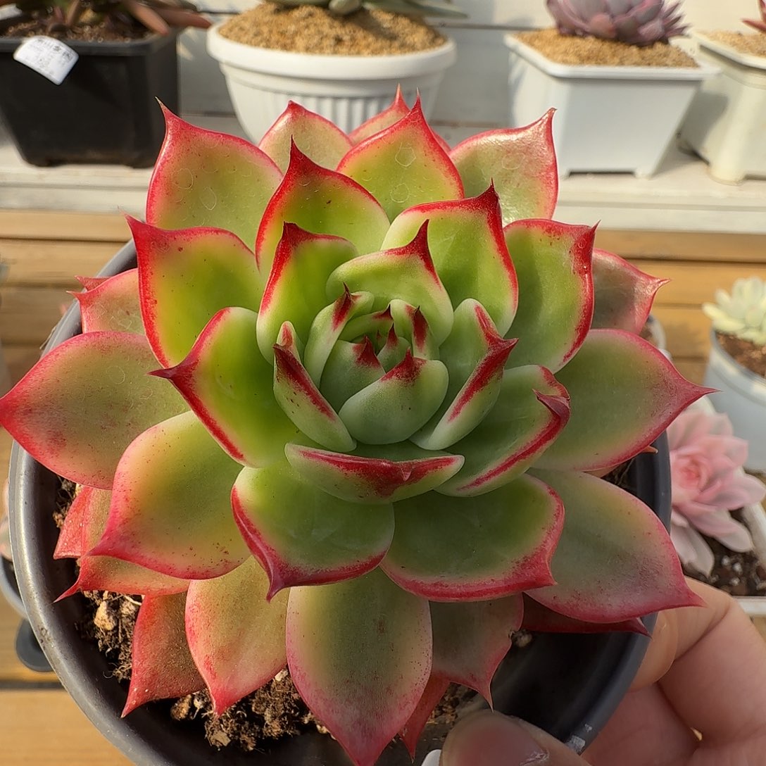 桃花锦11111211-141