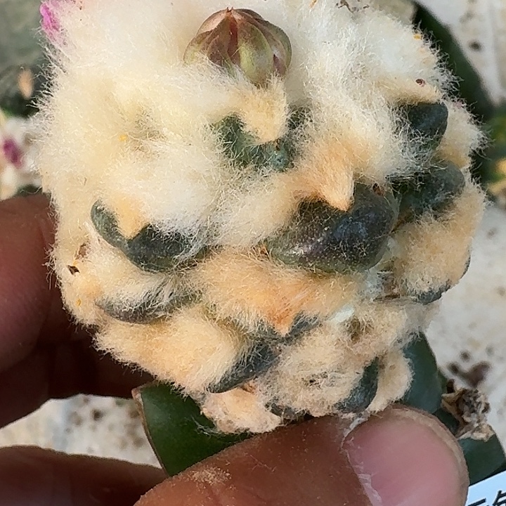 无花朵毛毛牡丹484