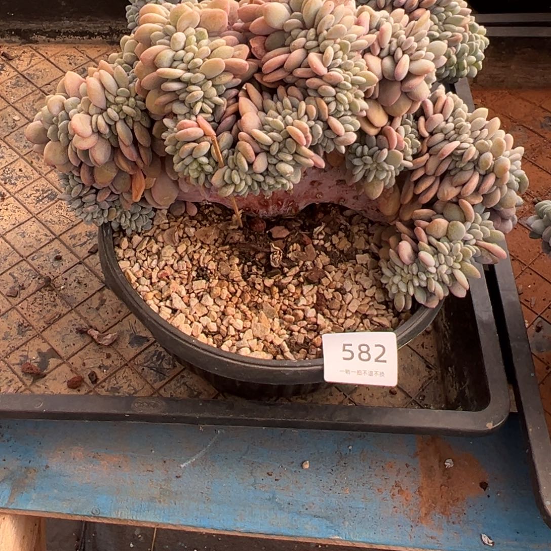 *****582号粉兔缀化呀呀呀