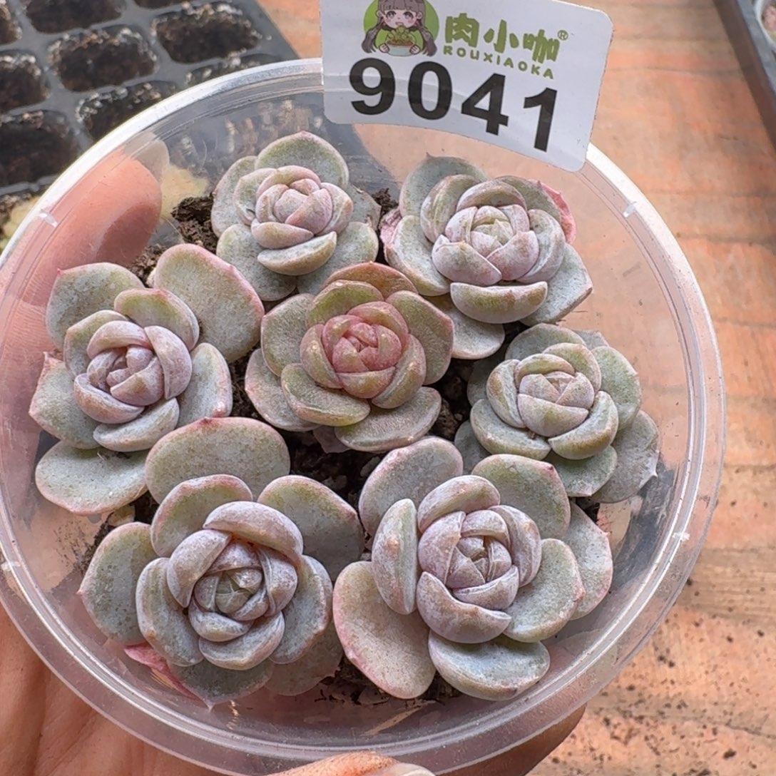 多肉植物多肉植物