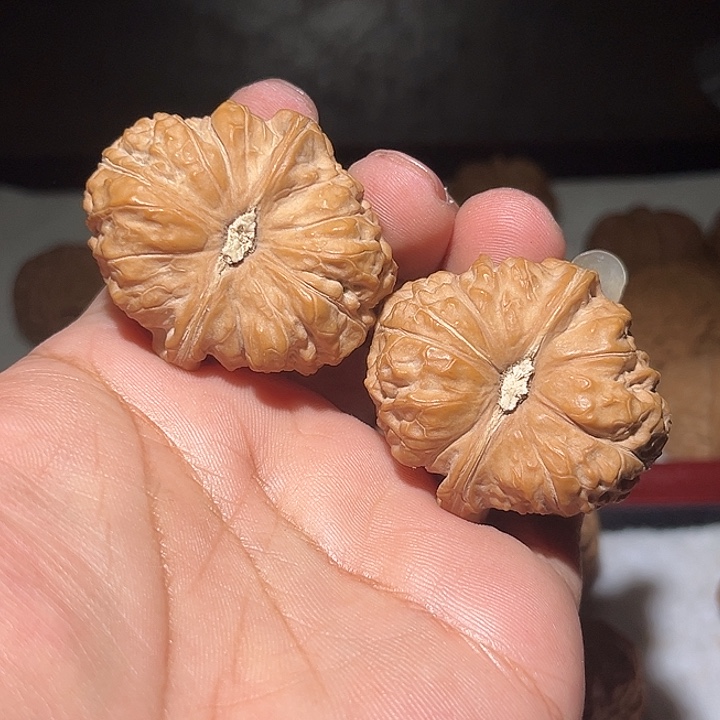 小***康木43南瓜。       