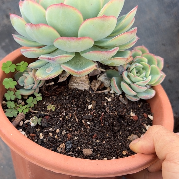 晨露817 多肉植物一物一拍