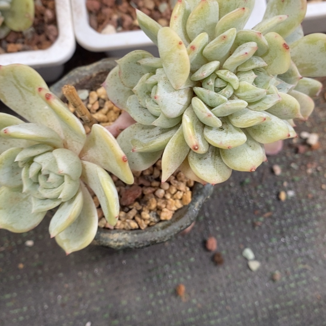 加保温箱发货33499494949499494