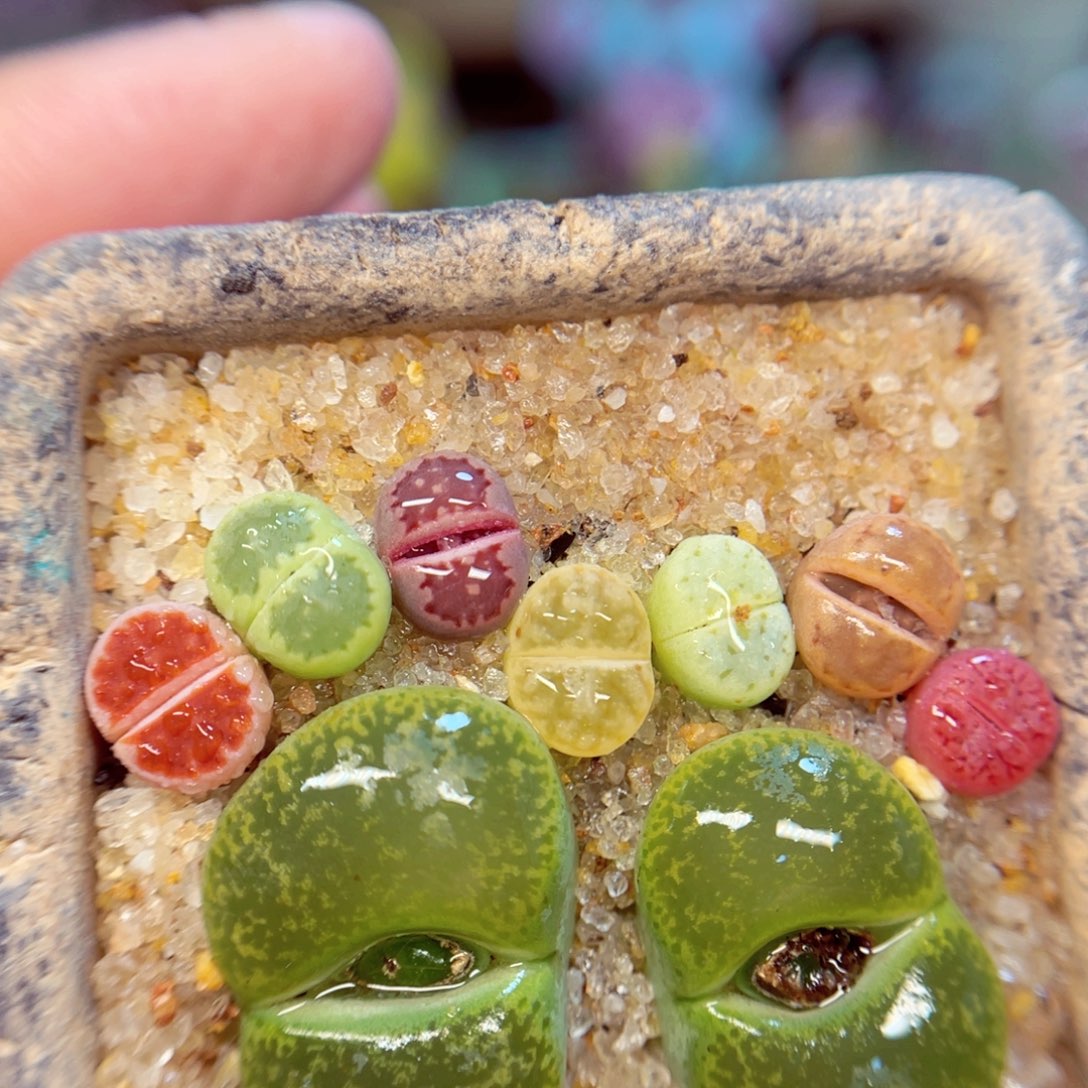 493   带盆493。55788788999