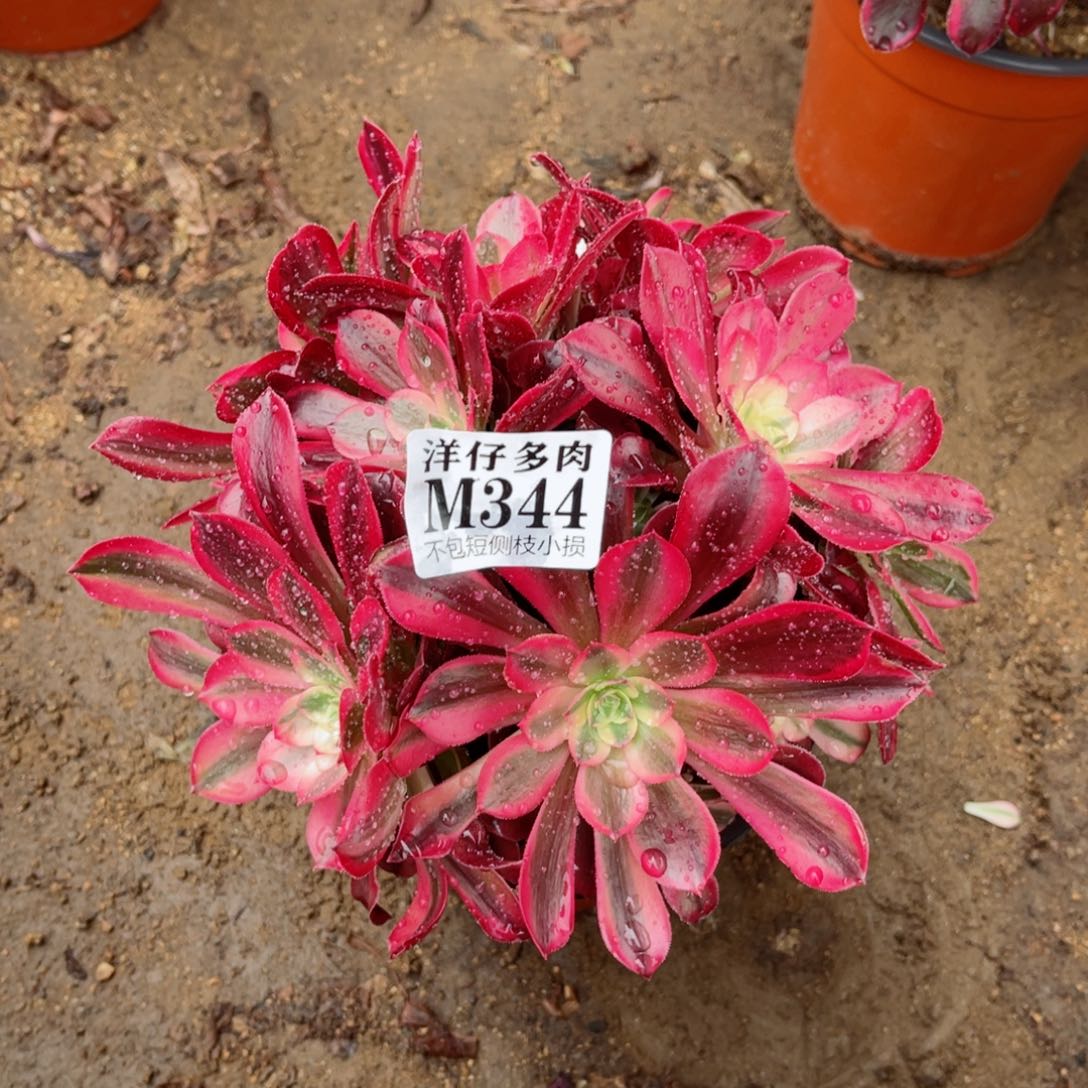 344美杜莎 冠幅16左右