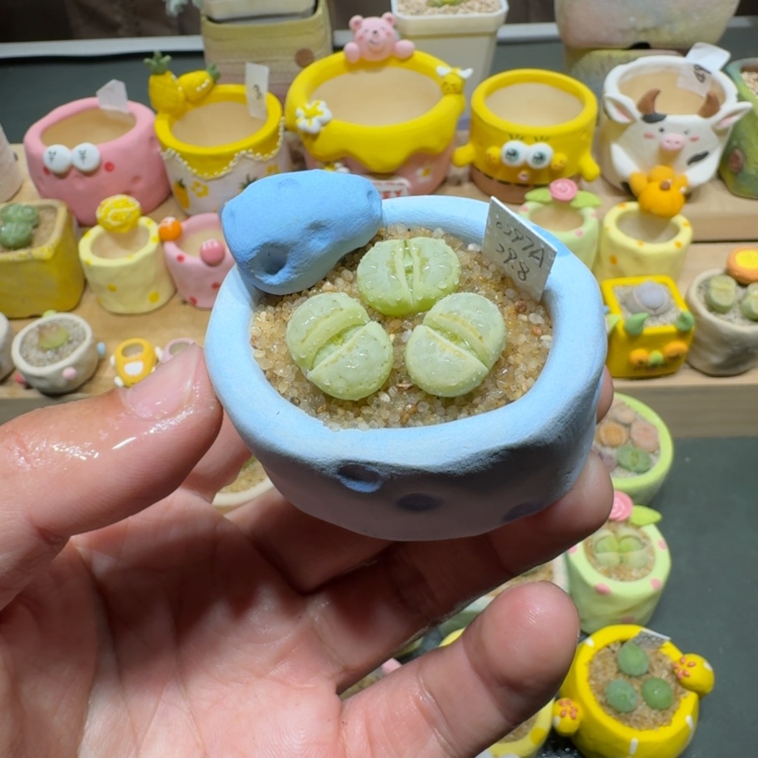 红陶蘑菇449奶油寿丽