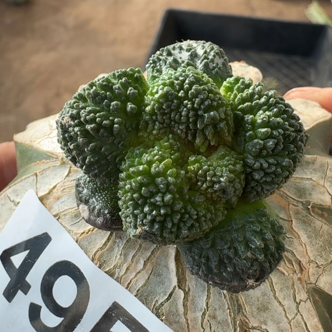 【闪购商品】细密尤哥斯拉495