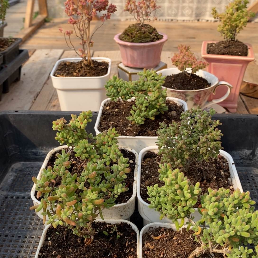 枝干蜜桔糖球来咯246