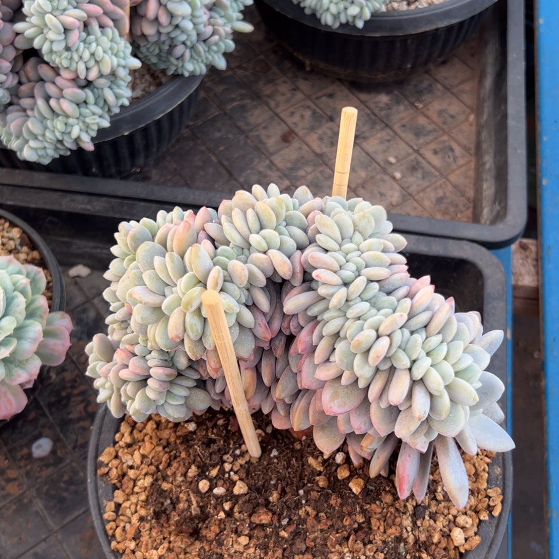 如***果zhuljunbuaitallalllll