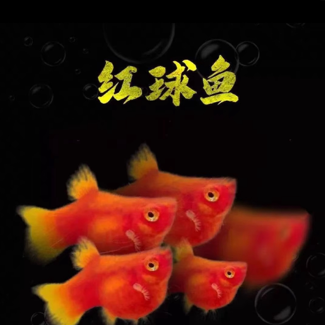 小型热带鱼淡水鱼观赏鱼好养耐活胎生皮球鱼红太阳球（入缸不包损）