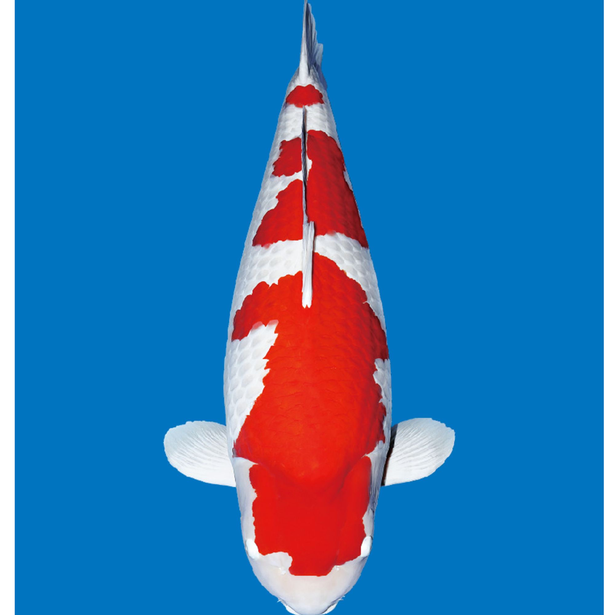 精品血统锦鲤红白大正龙系鲤鱼观赏鱼