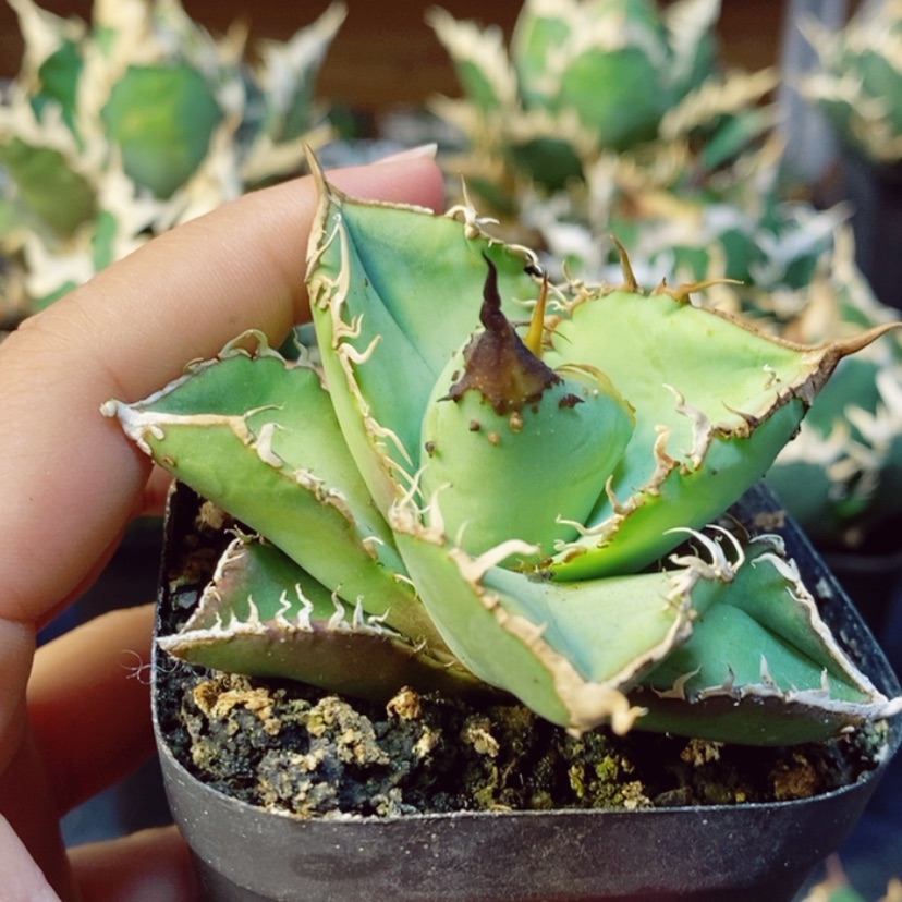 【闪购商品】c****6星空