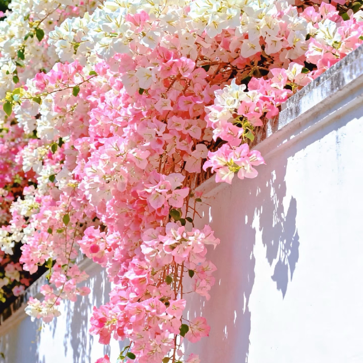 【轩艺三角梅】一物一拍 精品勤花盆栽庭院阳台植物