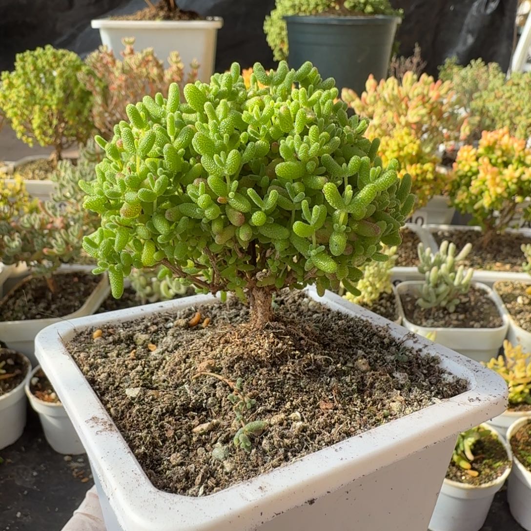 A330蜜橘糖球枝干