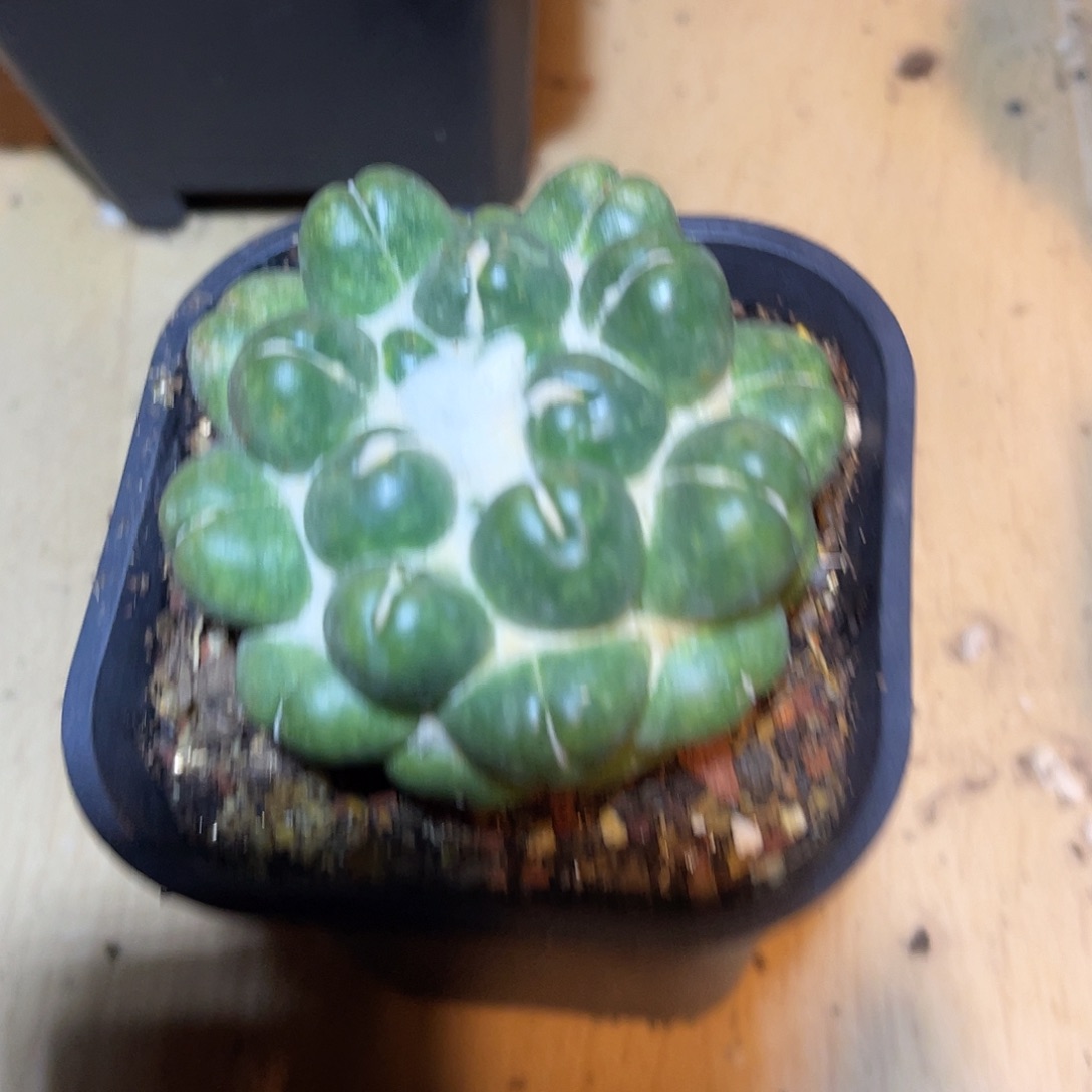 实生无刺象牙一物一拍