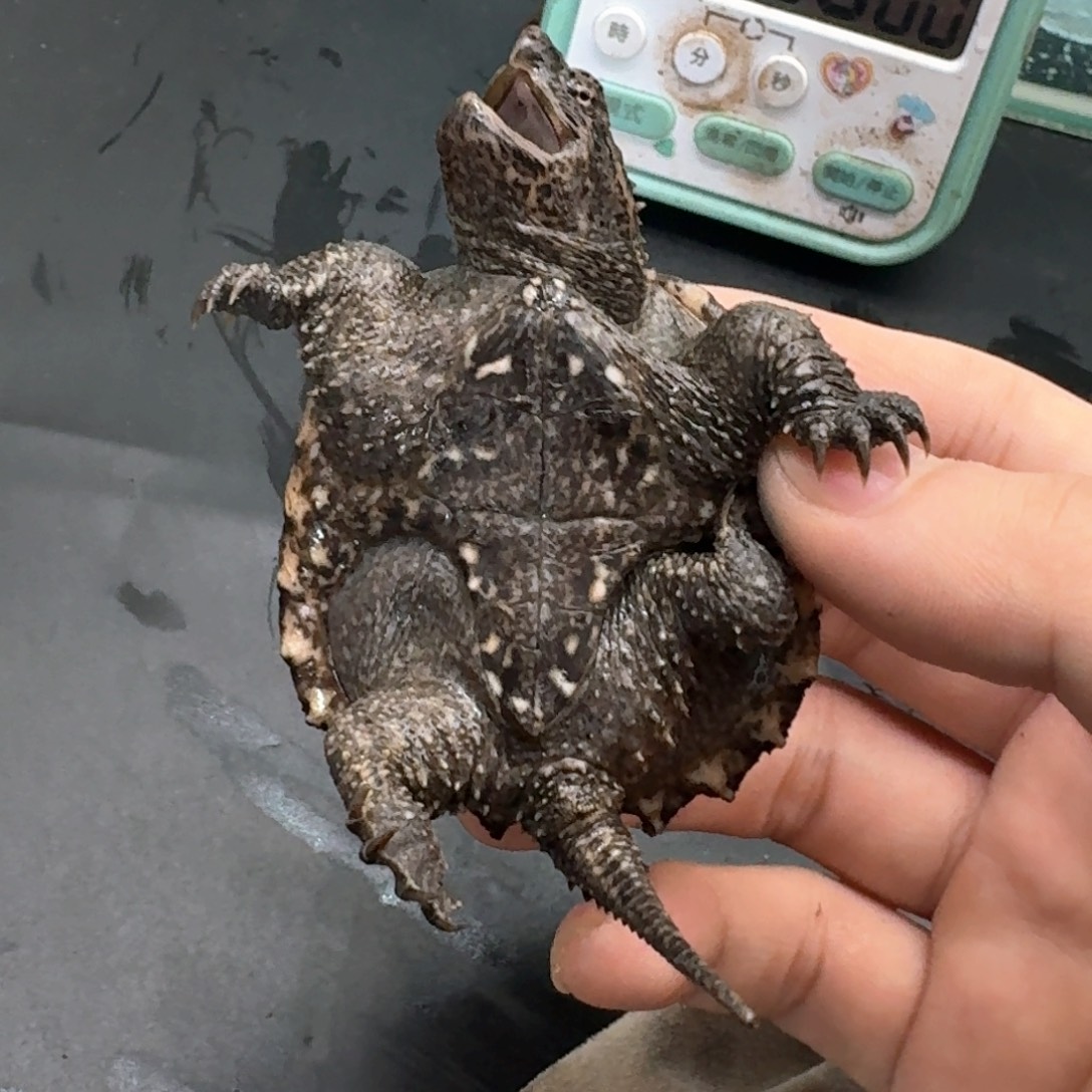 宠物龟不分公母111