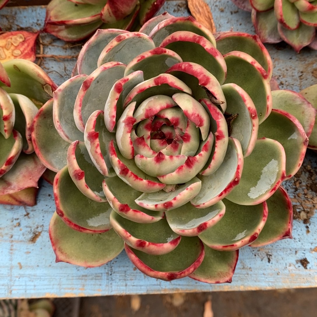 十***一       71。         