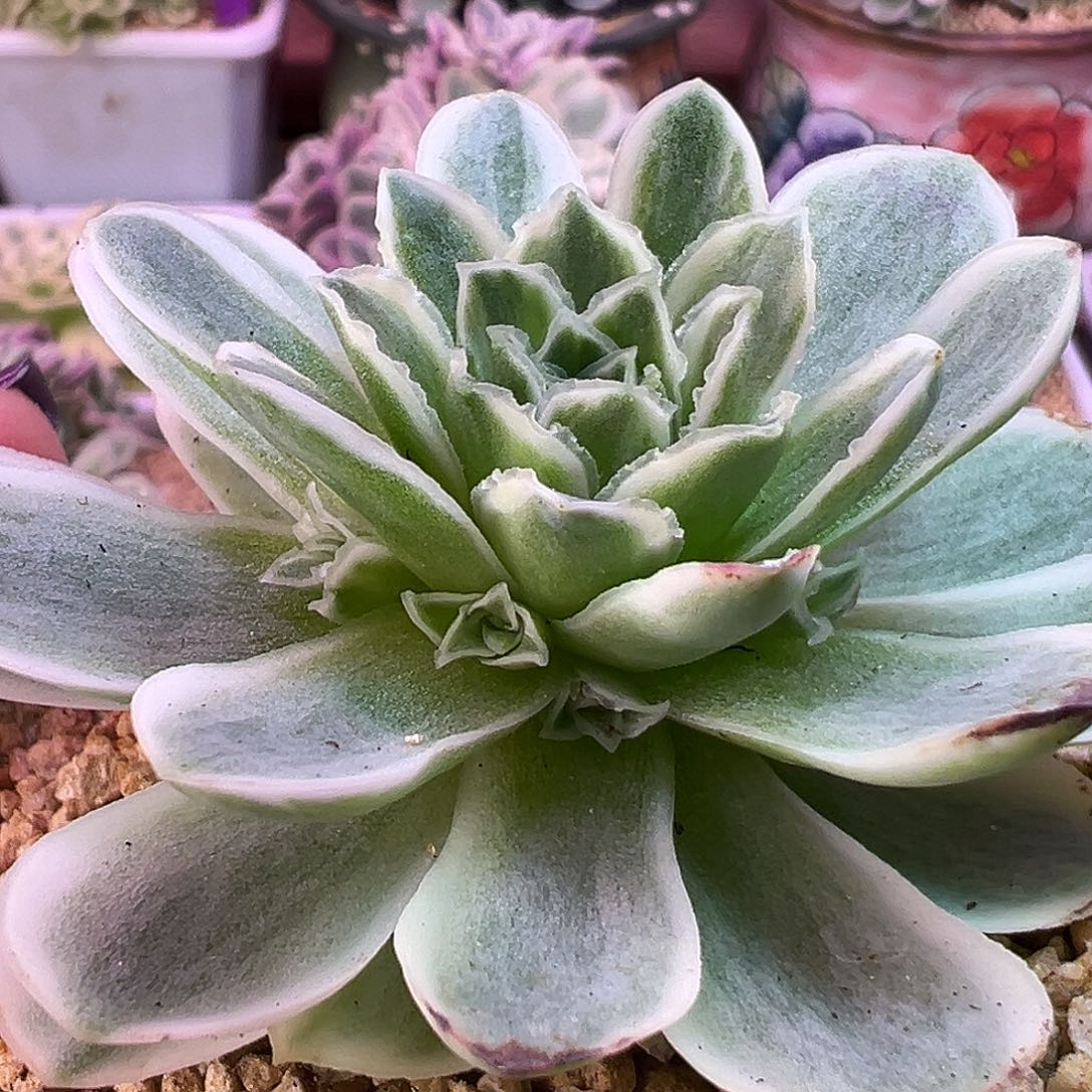 山地玫瑰锦秋夕1496号