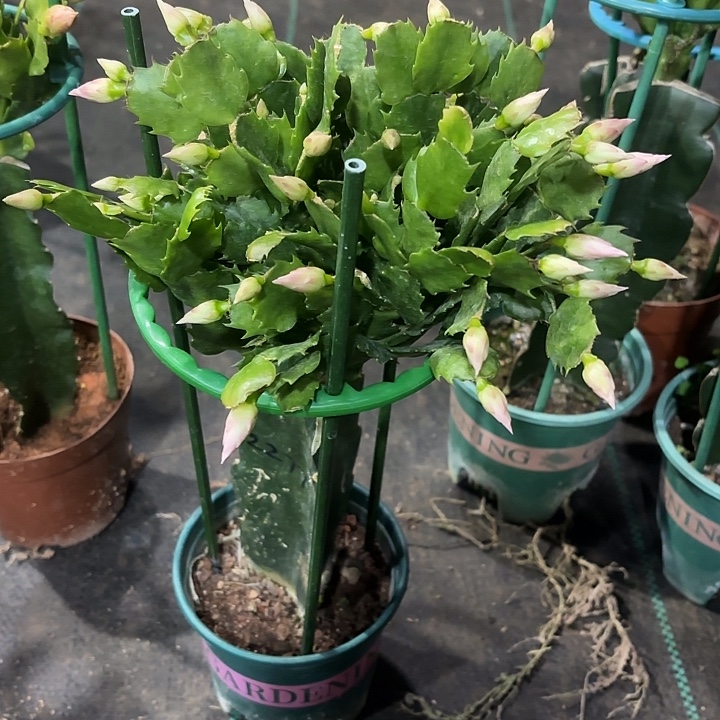 全部花苞2277蟹爪兰