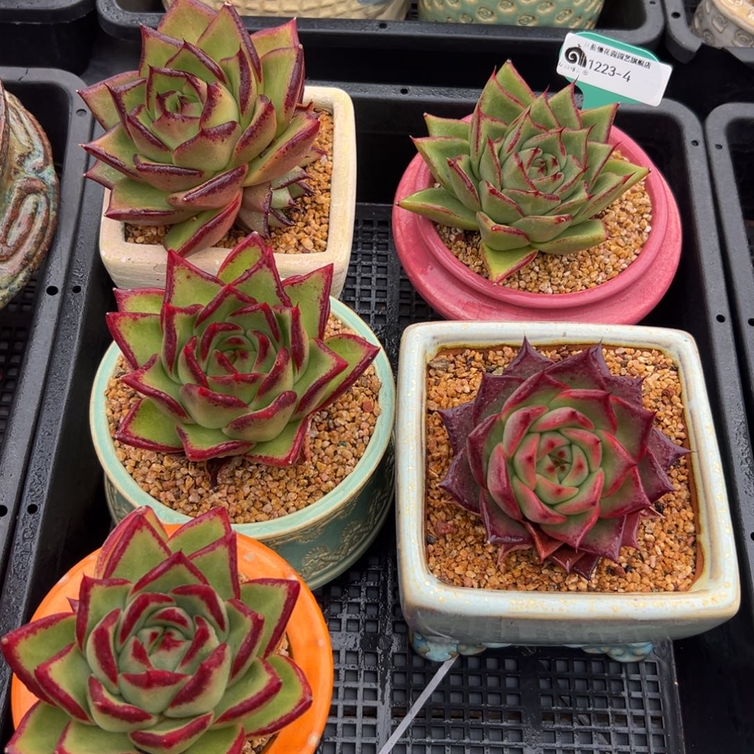 从前慢花园多肉编号1223-4