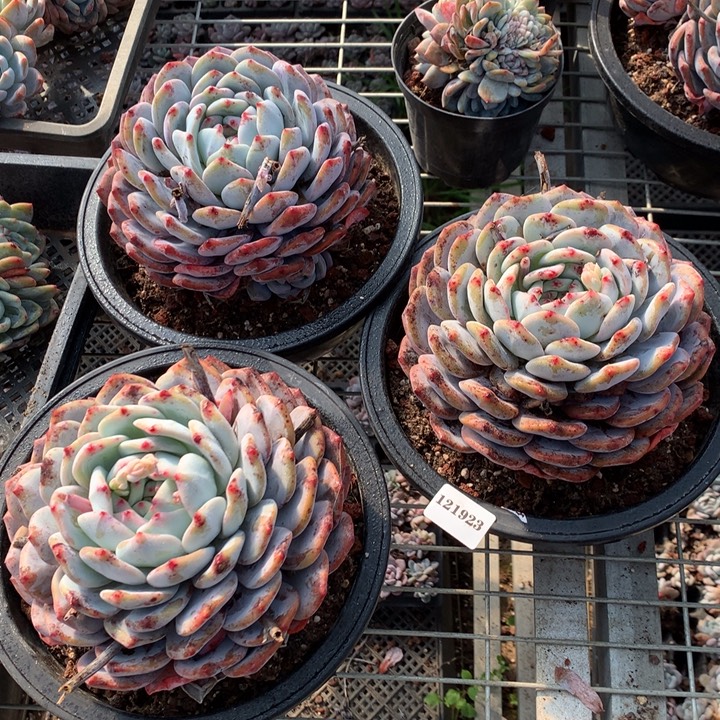 121923三个嗯嗯嗯嗯嗯嗯