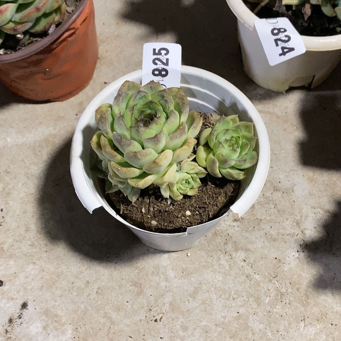 用****0825紫霞多肉植物