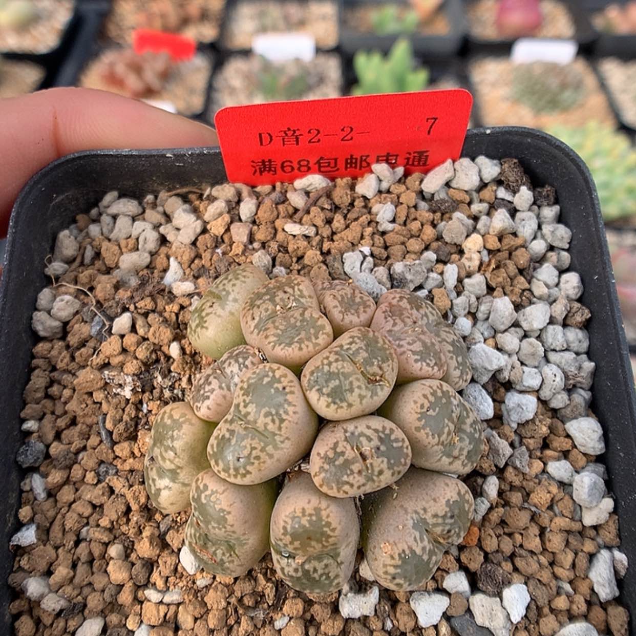 【闪购商品】2-2-7 鸟哈尼一群 30