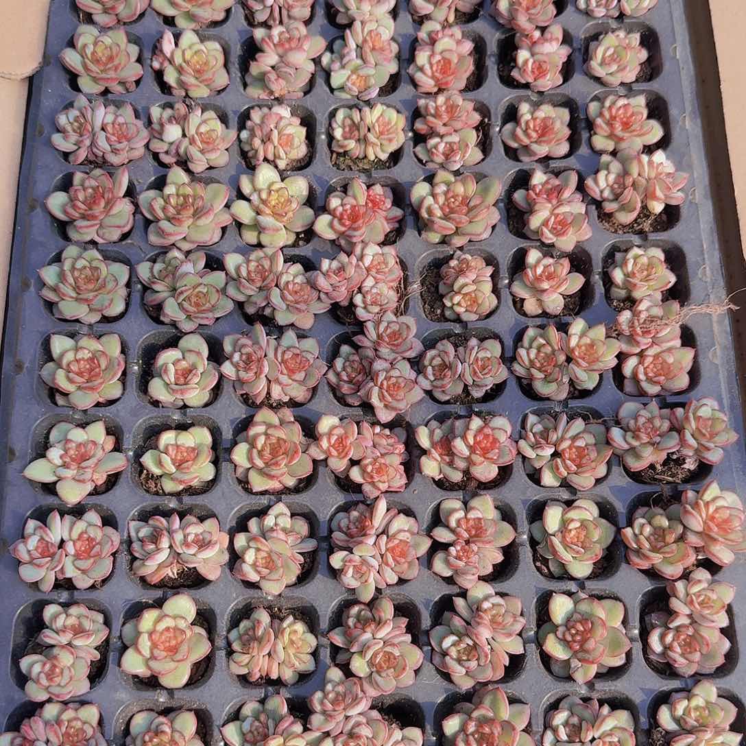 肉酱玫瑰105颗带拖地