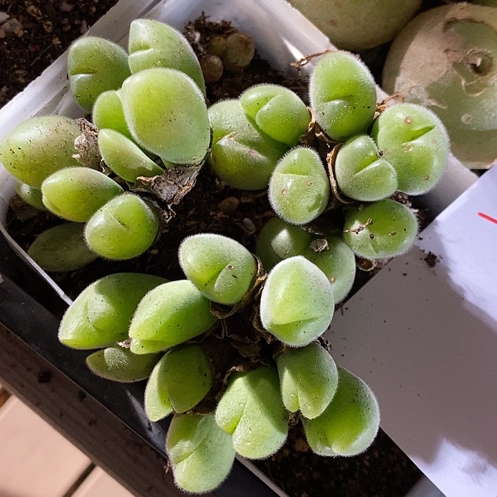 8303。 毛翠滴一组。 