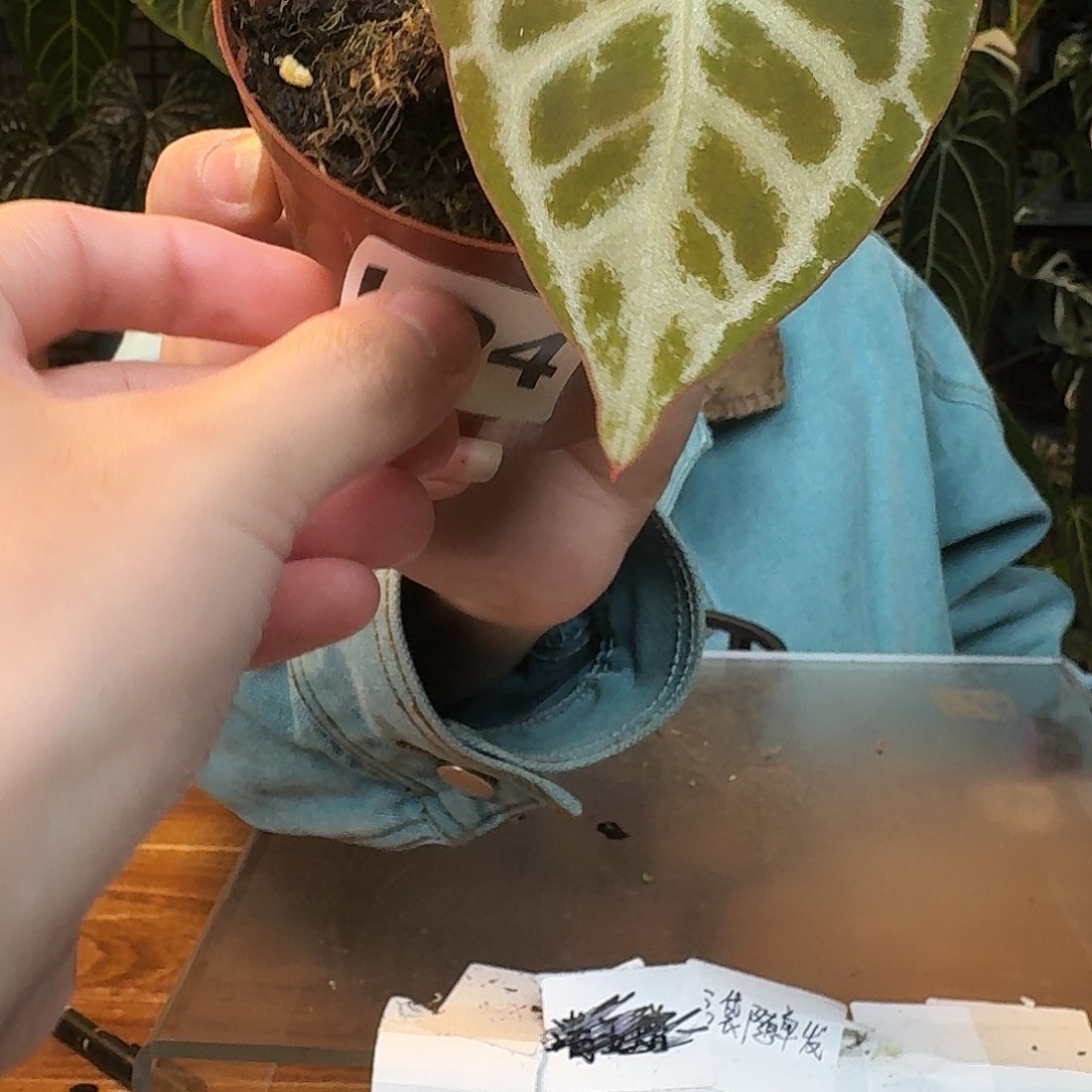 不开花植物L94skg银杂阿波罗