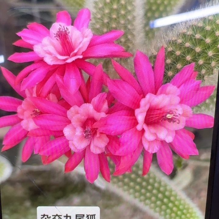 365杂交九尾狐6公分左右无根侧牙，20包邮