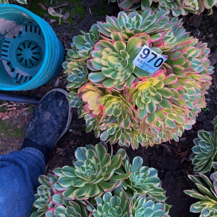 海王花27-18包邮花花