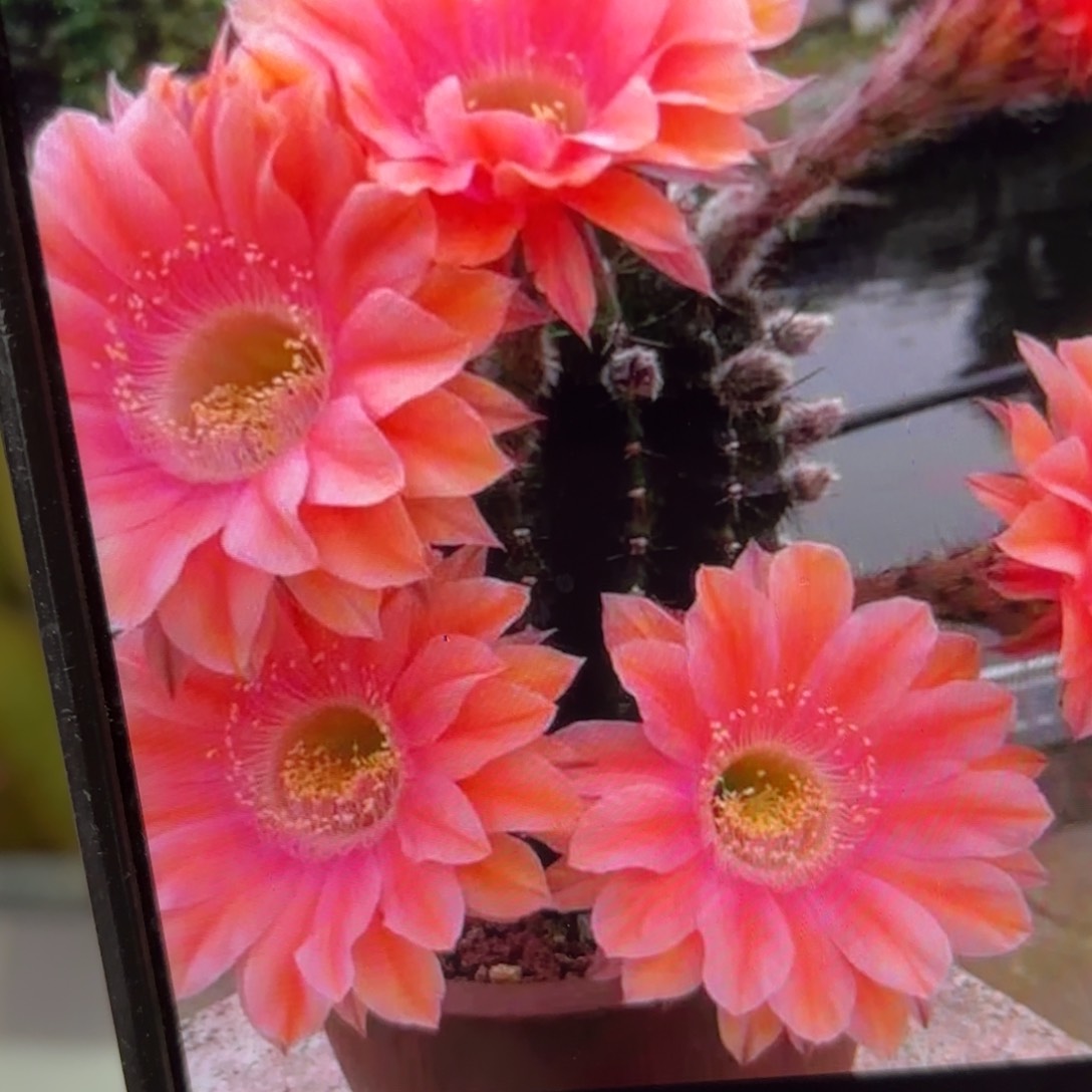 遐想彩侧牙20包邮仙人球6