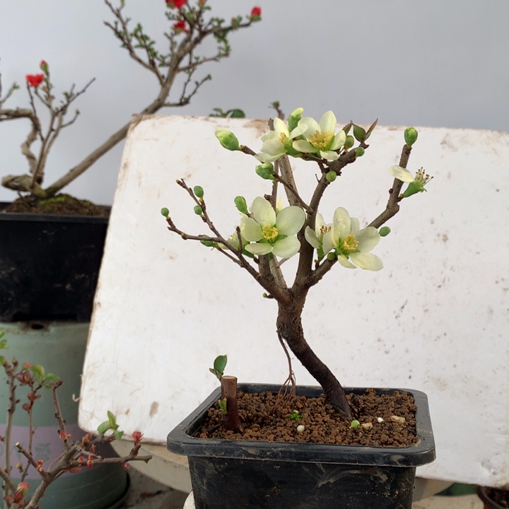 无花朵小****台原生小品