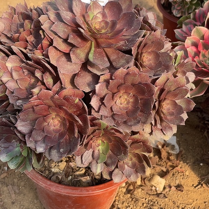 无花朵842男爵对肉植物