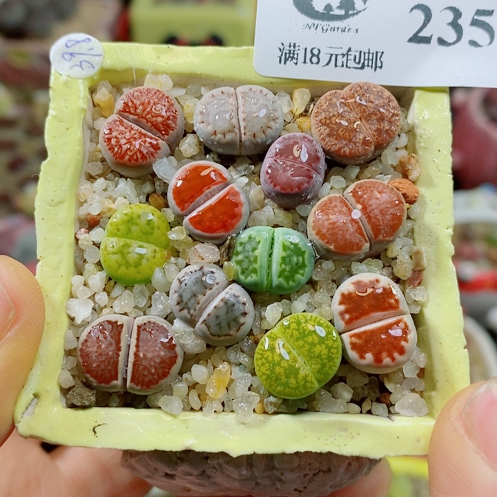 生石花花花花花花花花235