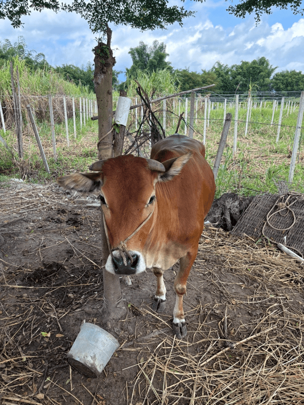 「直播间 」一物一拍称重改价链接