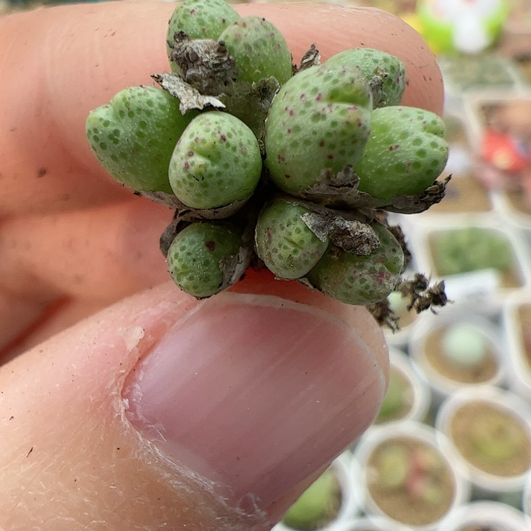 【闪购商品】84 955D