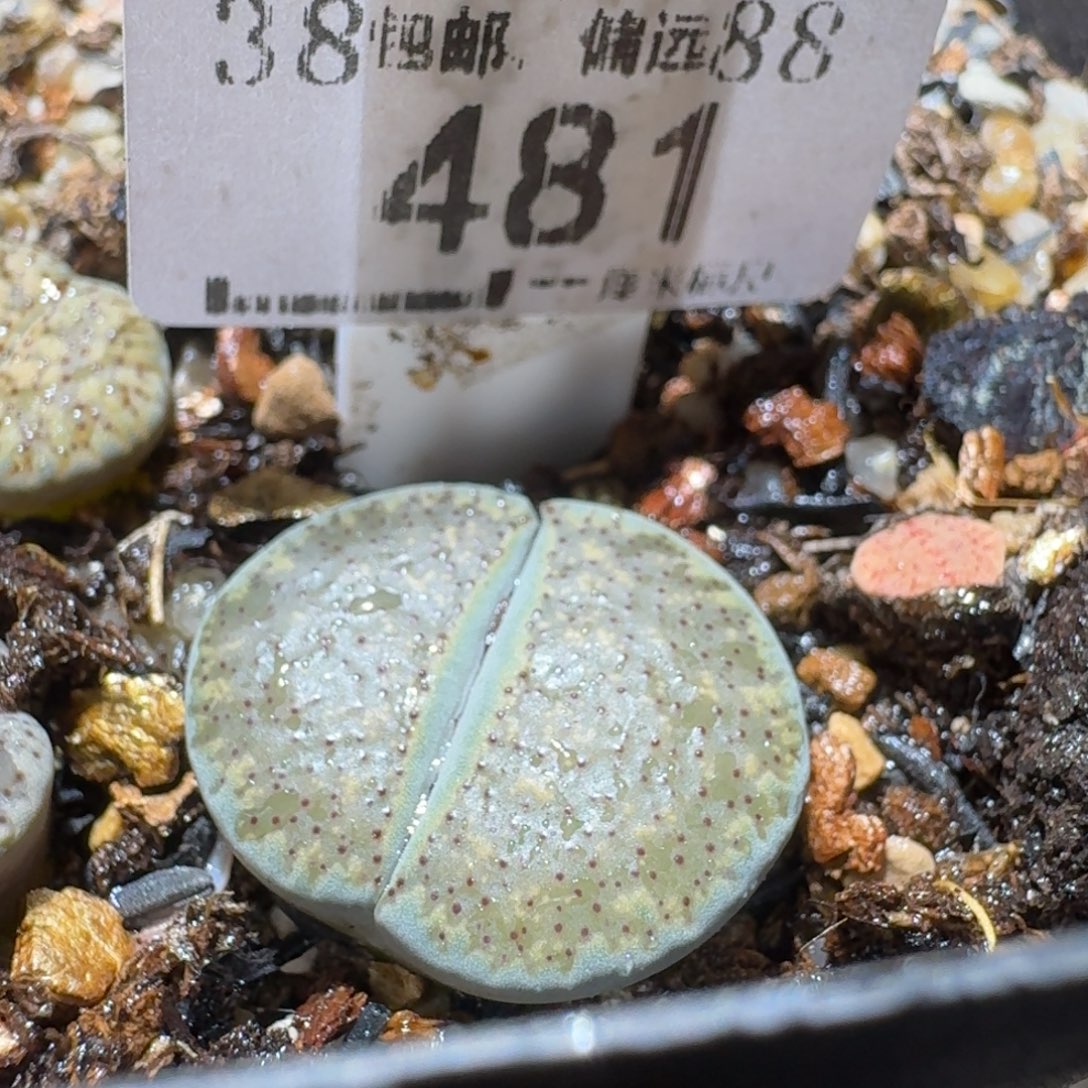 Sss精品清货款481蓝色