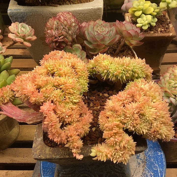 多肉植物肉肉植物