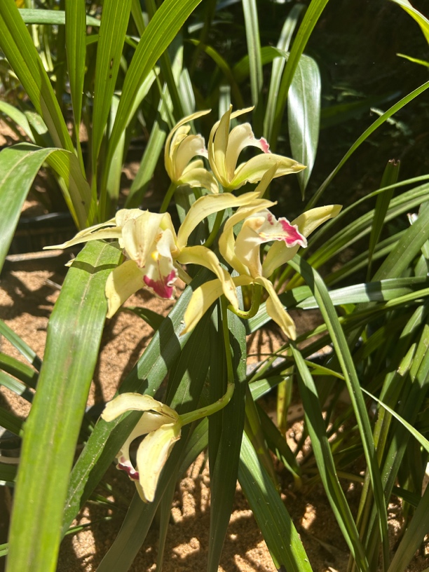 精品虎头兰白天鹅