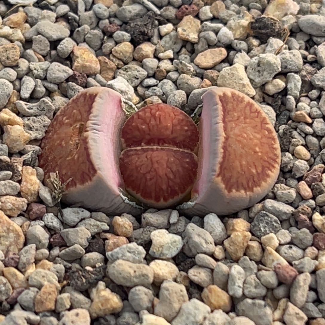 8213岛田红窗菊一颗 