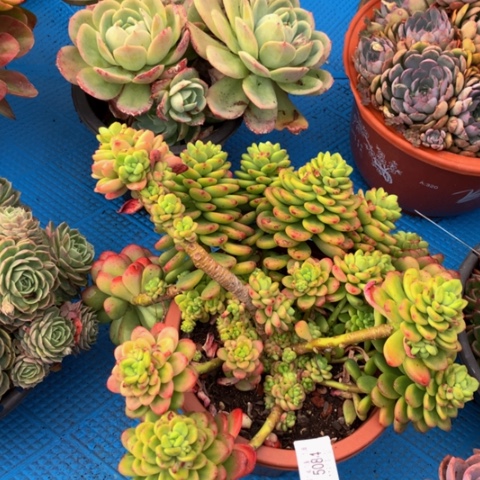 ღ*己5084香格里拉多肉