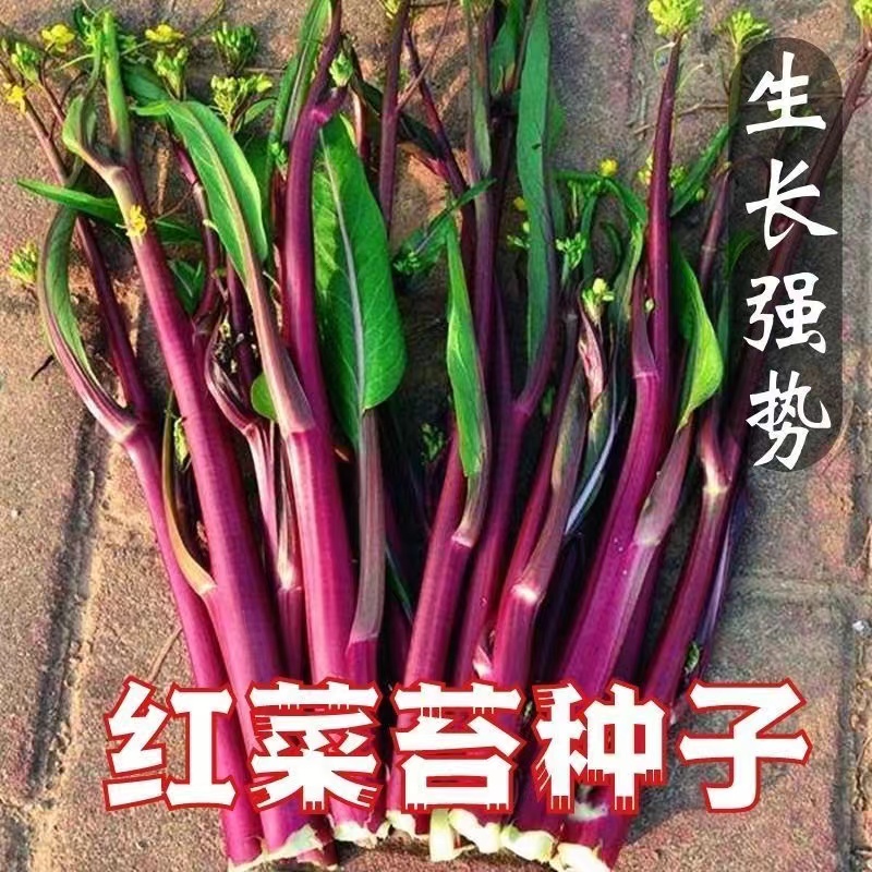 【全店满5包包邮】【38】红菜苔种子